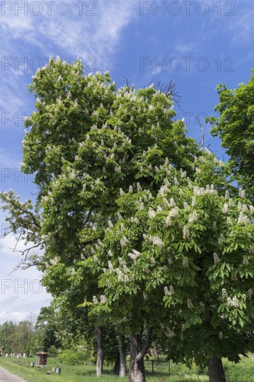 Flowering horse chestnut (Aesculus hippocastanum), Tobsdorf, Transylvania, Romania