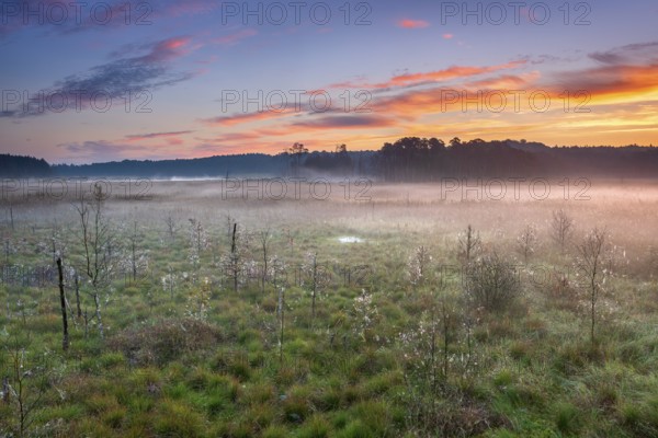 Sunrise in the moor with morning fog, Müritz National Park, Serrahn area, Mecklenburg-Western