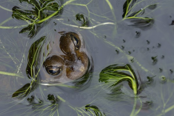Common frog (Rana temporaria) adult amphibian on the water surface of a garden pond, England,