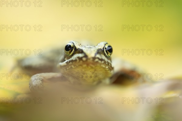Common frog (Rana temporaria) juvenile baby froglet amphibian on fallen autumn leaves in a garden,