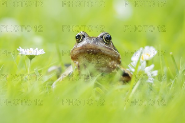 Common frog (Rana temporaria) adult amphibian on a garden grass lawn with daisy flowers in summer,