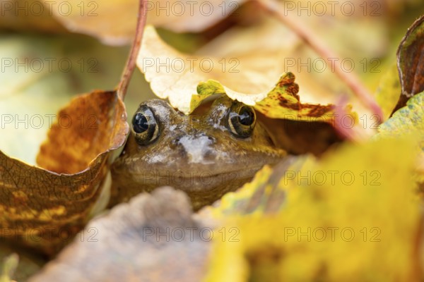 Common frog (Rana temporaria) adult amphibian amongst fallen autumn leaves in a garden, England,