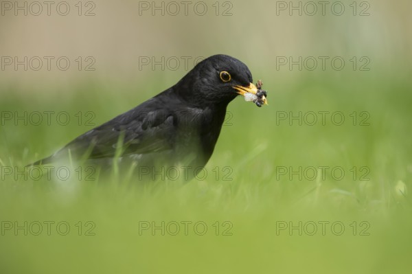 Eurasian blackbird (Turdus merula) adult male garden bird collecting grubs for food from a grass