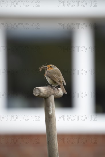 European robin (Erithacus rubecula) adult garden bird with nesting material in its beak on a fork