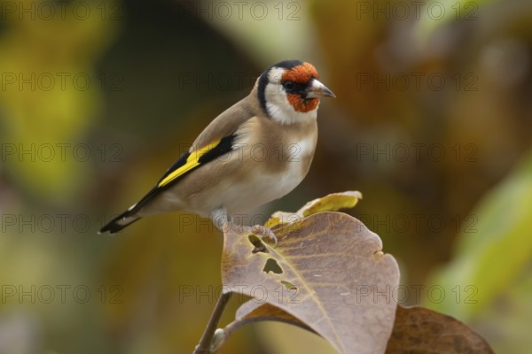 European goldfinch (Carduelis carduelis) adult garden bird in a Magnolia tree with autumn colour
