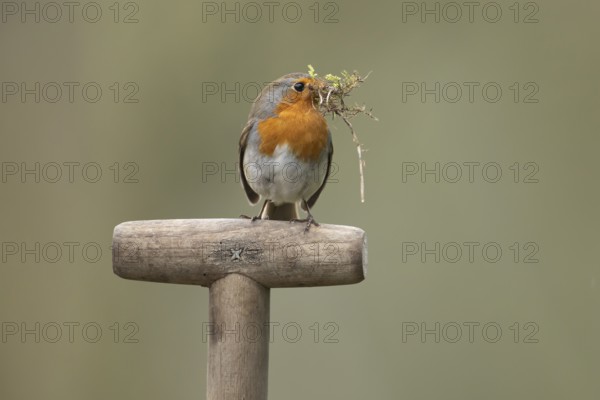 European robin (Erithacus rubecula) adult garden bird with nesting material in its beak on a fork