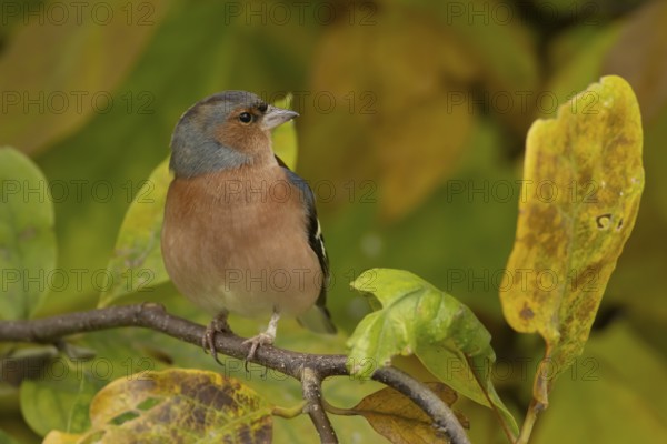 Eurasian chaffinch (Fringilla coelebs) adult male garden bird in a Magnolia tree with autumn colour
