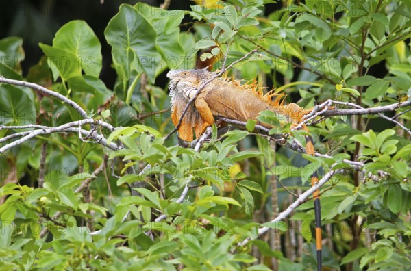 Green iguana (Iguana iguana) in the bushes by the Rio Dulce river, Livingston, Departamento Izabal,