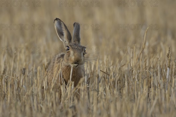 European brown hare (Lepus europaeus) adult mammal eating a wheat sheath in a farmland stubble