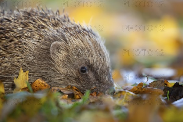 European hedgehog (Erinaceus europaeus) adult mammal walking on fallen autumn colour leaves in a