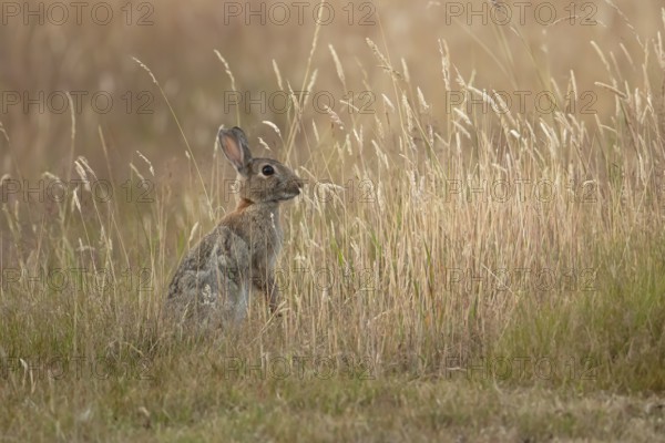 European rabbit (Oryctolagus cuniculus) adult wild mammal feeding in long grass in summer, England,