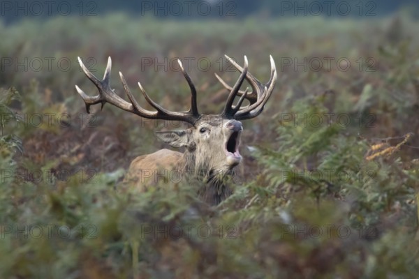 Red deer (Cervus elaphus) adult male stag mammal roaring during the rutting season amongst bracken