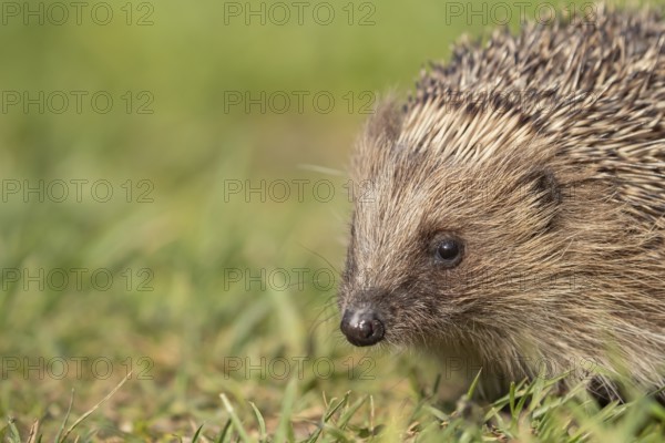 European hedgehog (Erinaceus europaeus) adult mammal on a garden grass lawn in summer, England,
