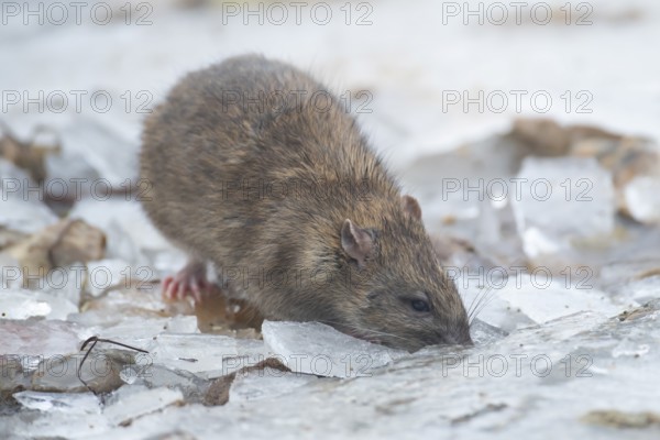 Brown rat (Rattus norvegicus) adult mammal searching for food on frozen ground in winter, England,