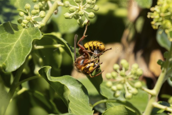 European hornet (Vespa crabro) adult insect feeding on an Ivy bee (Colletes hederae) in a Ivy tree