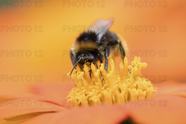 Buff tailed bumblebee (Bombus terrestris) adult bee insect feeding on a garden Mexican sunflower