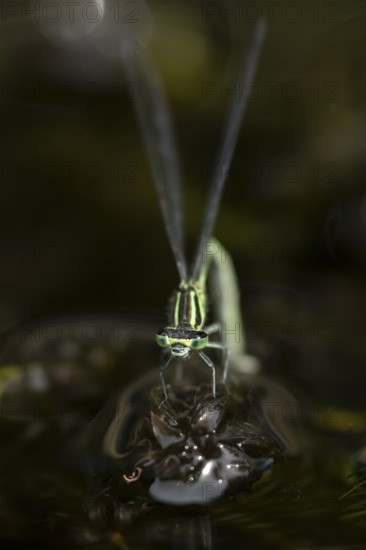 Blue tailed damselfly (Ischnura elegans) adult female insect laying eggs or ovipositing on pond