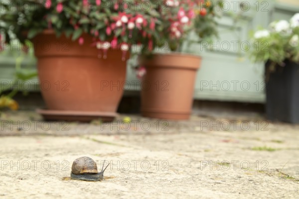 Garden snail (Cornu aspersum) adult molluscs gastropod on a garden patio with a house in the