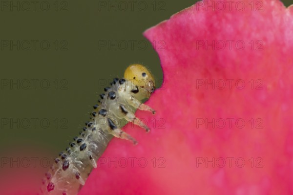 Large rose sawfly (Arge pagana) adult insect larva garden pest feeding on a rose plant petal in