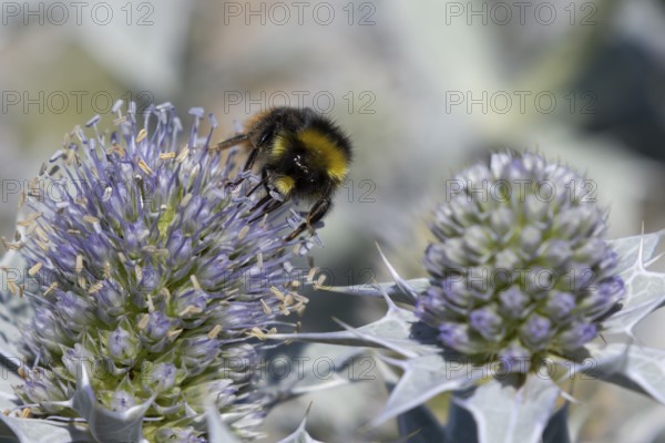 Red tailed bumblebee (Bombus lapidarius) adult bee insect feeding on a Sea holly flower in summer,