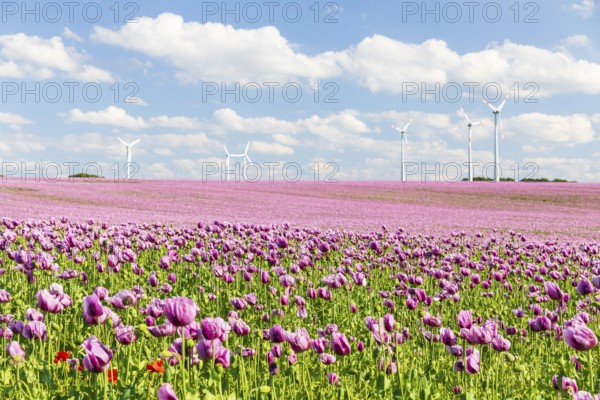 Field with blue poppy (Papaver somniferum) in bloom, wind turbines in the background, Penig,