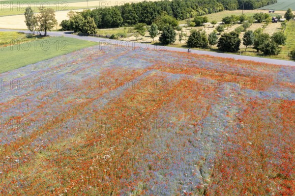 Aerial view of a field where corn poppies (Papaver rhoeas) and cornflowers (Centaurea cyanus) are