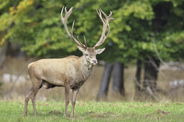 Red deer (Cervus elaphus) during the rutting season, capital stag in a forest clearing, wildlife,