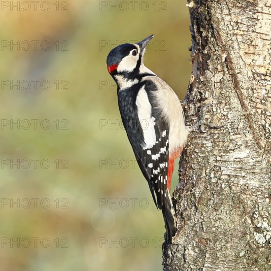 Great spotted woodpecker (Dendrocopus major), male, foraging on the trunk of a common birch (Betula