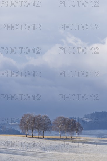 European white birch trees (Betula pendula) throw a long shadow on a frost-covered meadow on a very