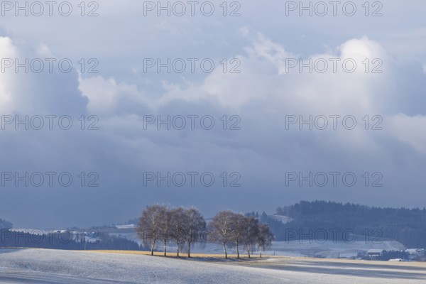European white birch trees (Betula pendula) throw a long shadow on a frost-covered meadow on a very