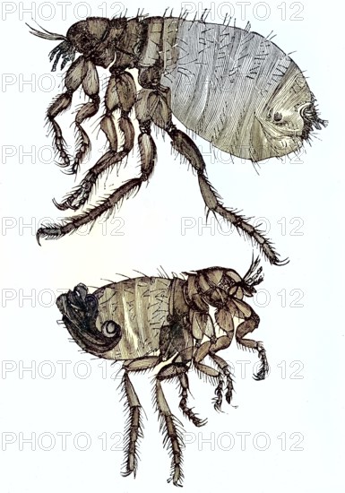 Historical illustration of a dog flea, Ctenocephalides canis, above a male insect, below a