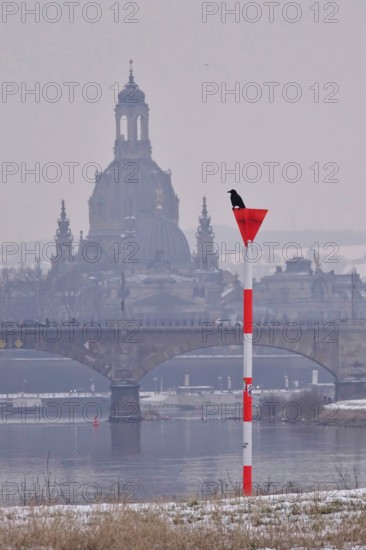 View of Church of Our Lady Dresden, crow in the foreground, winter, Saxony, Germany
