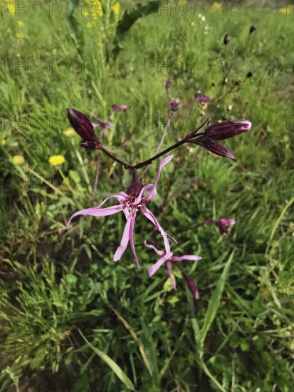 Close-up of a pink wildflower cuckoo flower (lychnis floscuculi) on a green meadow, Franconian
