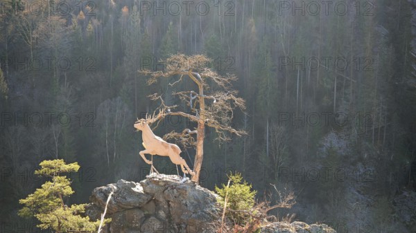 New stag in the Höllental valley, stag sculpture on a rock with pine (pinus), surrounded by forest