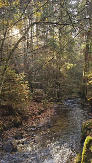 A small stream flows through an autumnal forest, surrounded by leaves and trees, Franconian Forest