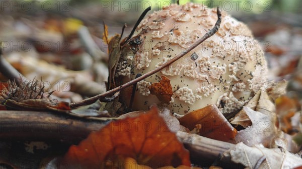 Close-up of a mushroom (amanita muscaria) surrounded by autumn leaves on the forest floor,