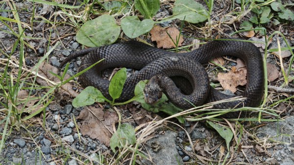 Close-up of black snake, smooth snake (coronella austriaca) lying curled up on a forest floor with
