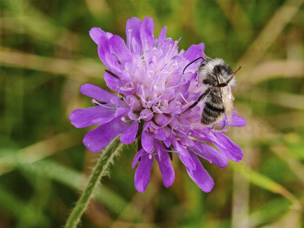 Macro photograph of a colourful bumblebee (bombus sylvarum) on a purple flower in a meadow,
