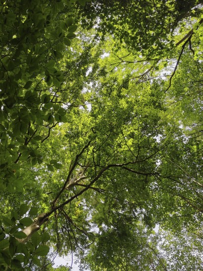 Looking up through a dense canopy of leaves in the forest, Franconian Forest nature park Park