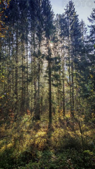 A dense forest with sunbeams shining through the trees and casting shadows, Franconian Forest