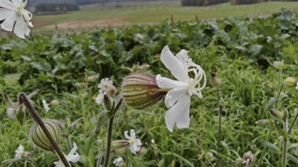 White Campion (silene latifolia) in a meadow in front of a green landscape, Franconian Forest