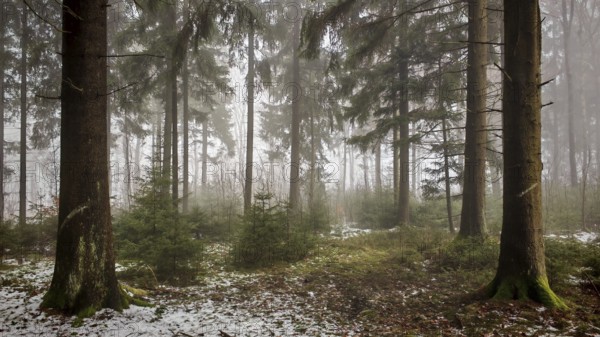 Dense forest with tall conifers and a foggy atmosphere creates a mystical atmosphere, Rennsteig,