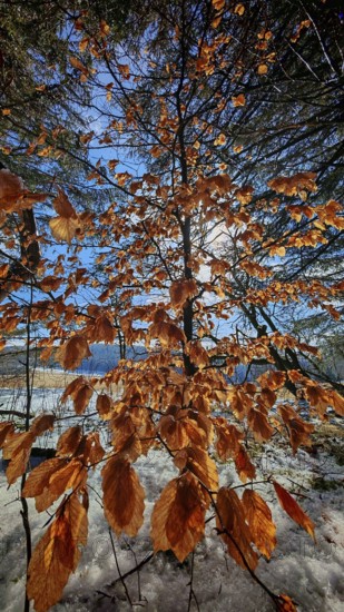 Golden autumn leaves against a background of a blue sky, illuminated by sunlight, Frankenwald