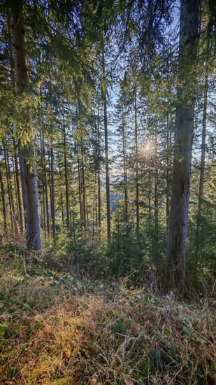 Sunlight penetrates through tall trees in a wooded area that is lush with ground vegetation,