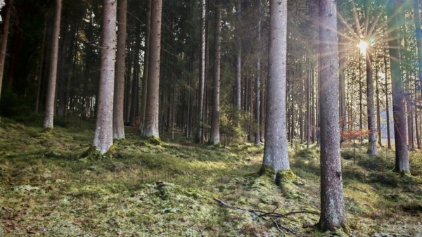 Rays of light break through the tall spruce trees (picea) in a moss-covered forest, Franconian