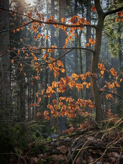 Trees with bright orange leaves, sunlight falling between the branches, Frankenwald nature park
