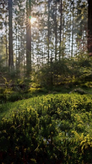 Densely overgrown forest floor with moss (muscus), illuminated by sunlight between trees,