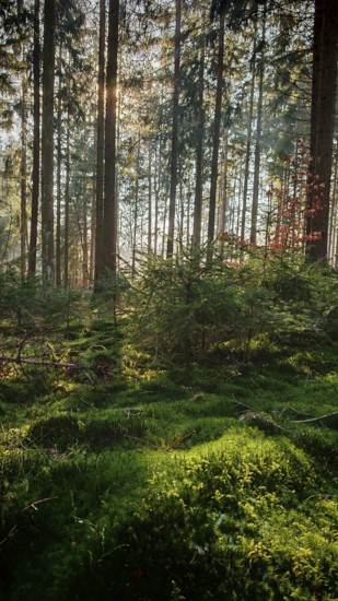 Sunlight breaks through tall rows of trees, illuminates the green, mossy forest floor, Franconian