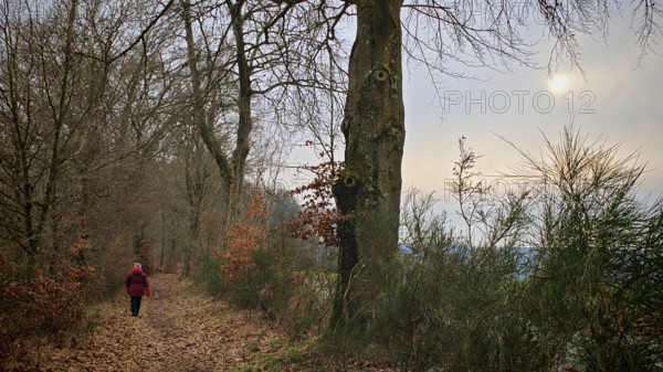 Person in red on a forest path covered with leaves, lined with winter trees, subdued light,