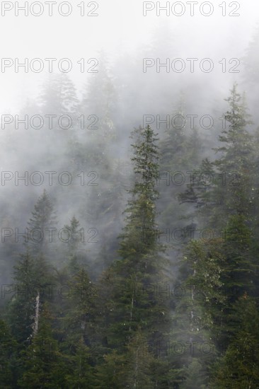 Dense forest on mountain slopes, mystical fog sweeping through the forest, Kenai Fjords National